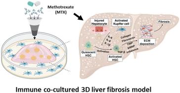 Amplified response of drug-induced liver fibrosis via immune cell co-culture in a 3D in vitro hepatic fibrosis model†