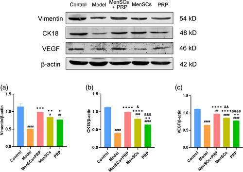 Menstrual blood-derived mesenchymal stem cells combining with platelet-rich plasma infusion in endometrium repair