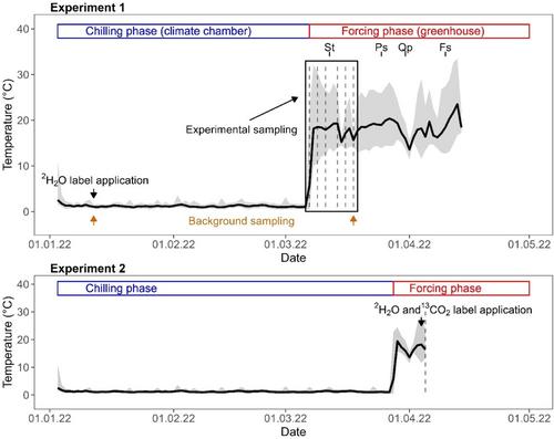 Stable Isotope Labelling Reveals Water and Carbon Fluxes in Temperate Tree Saplings Before Budbreak