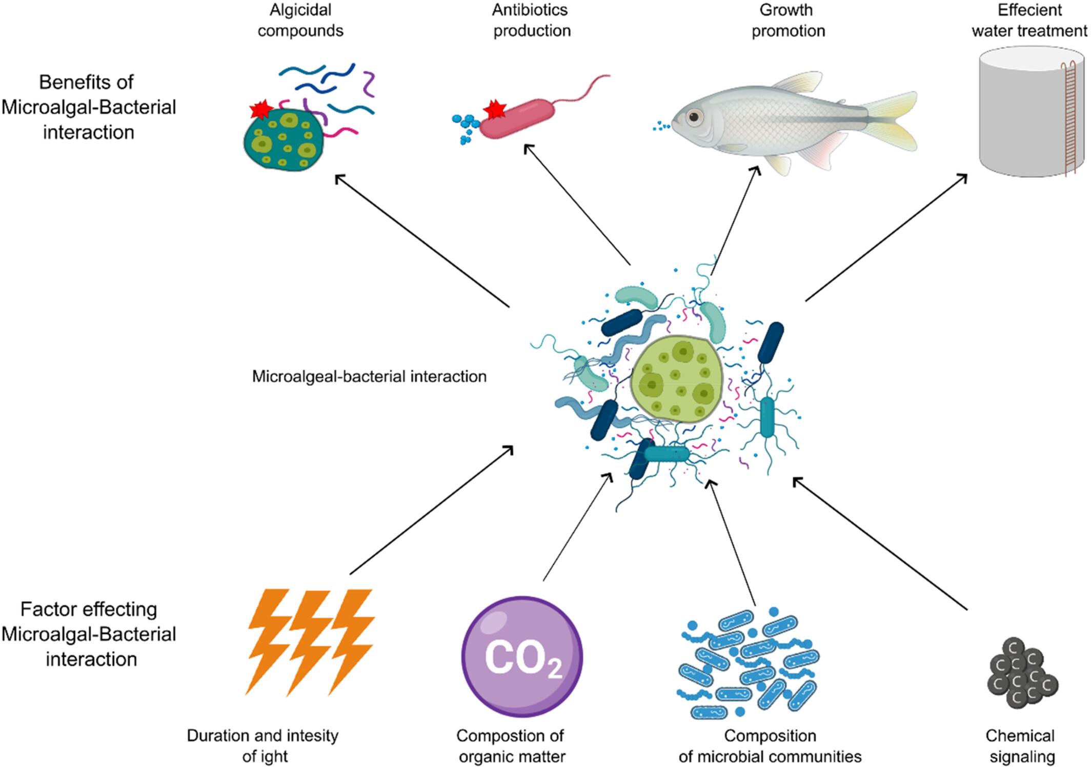 Implications of Microalgal–Bacterial Interactions in Modern Aquaculture Practices: A Review of the Current Knowledge