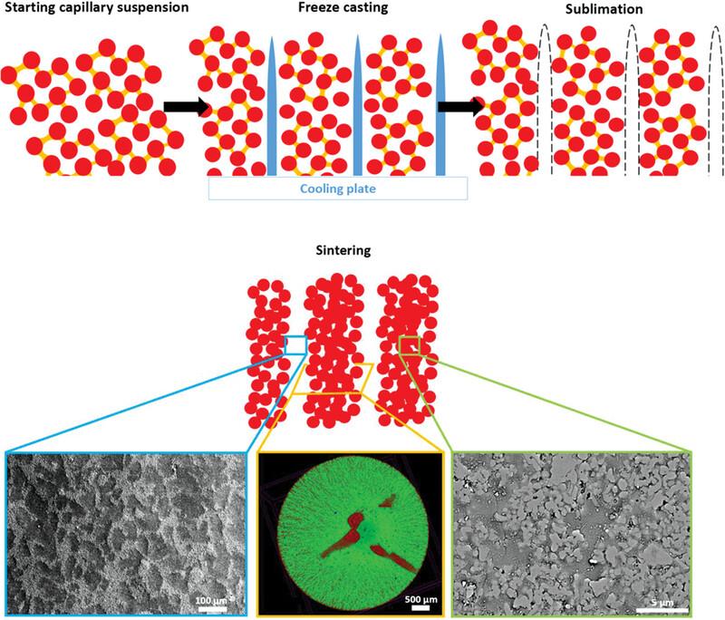 Hierarchical materials with interconnected pores from capillary suspensions for bone tissue engineering