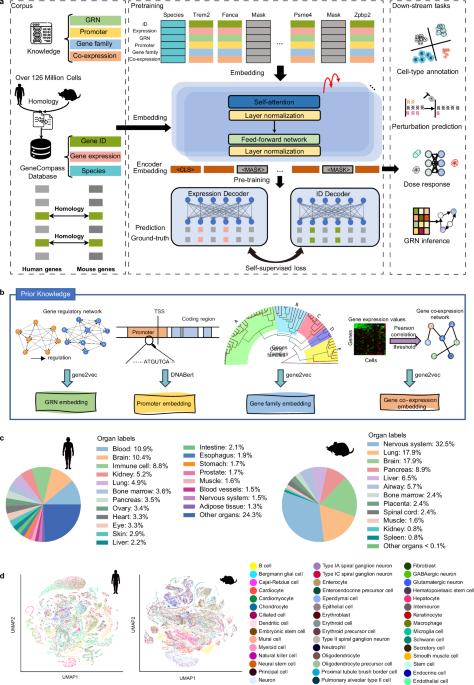 GeneCompass: deciphering universal gene regulatory mechanisms with a knowledge-informed cross-species foundation model