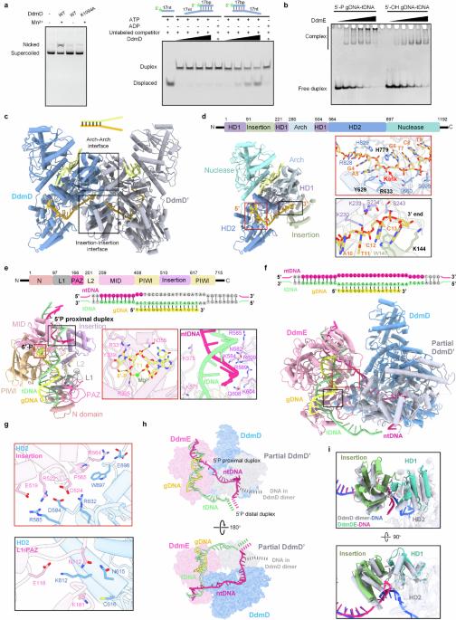 The mechanism of bacterial defense system DdmDE from Lactobacillus casei