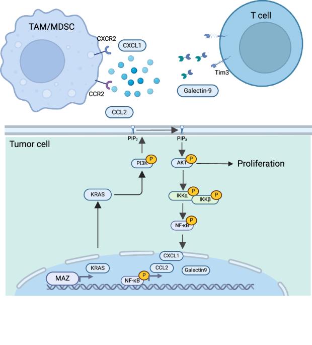 MAZ promotes tumor proliferation and immune evasion in lung adenocarcinoma