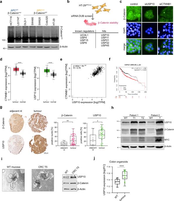 USP10 drives cancer stemness and enables super-competitor signalling in colorectal cancer