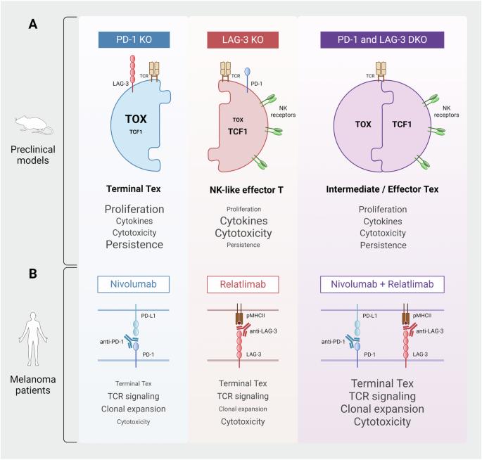 No more LAGging behind PD-1: uncovering the unique role of LAG-3 in T-cell exhaustion