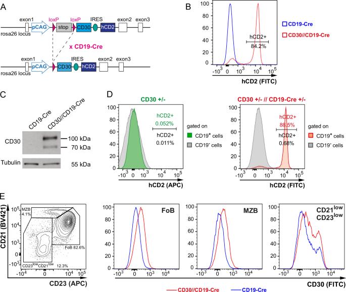 CD30 influences germinal center B-cell dynamics and the expansion of IgG1-switched B cells