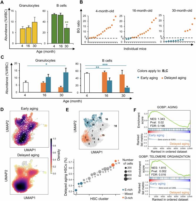 Age-associated imbalance in immune cell regeneration varies across individuals and arises from a distinct subset of stem cells