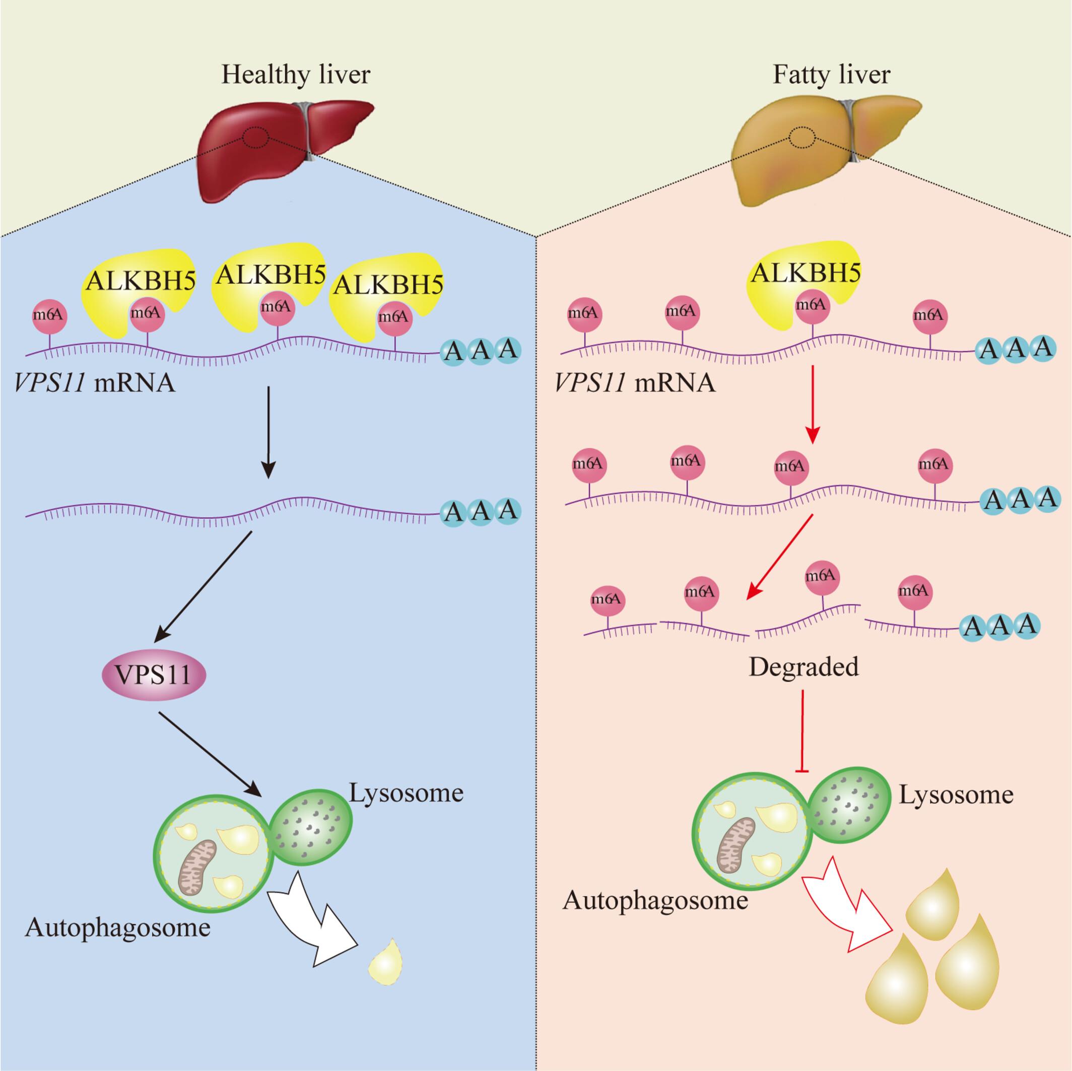 The deficiency of ALKBH5 contributes to hepatic lipid deposition by impairing VPS11-dependent autophagic flux