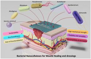 Bacterial nanocelluloses as sustainable biomaterials for advanced wound healing and dressings