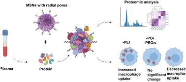 Regulation of macrophage uptake through the bio-nano interaction using surface functionalized mesoporous silica nanoparticles with large radial pores†