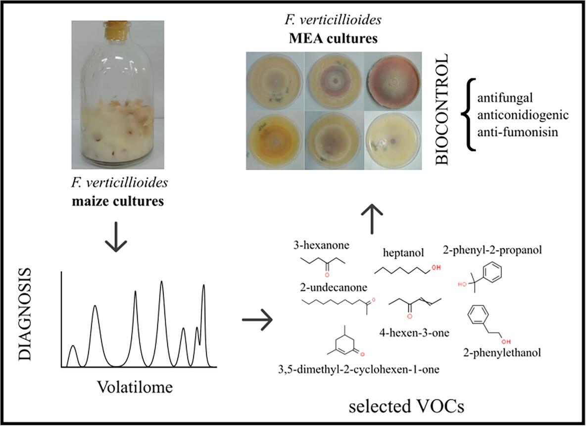 Volatilome of the maize phytopathogenic fungus Fusarium verticillioides: potential applications in diagnosis and biocontrol