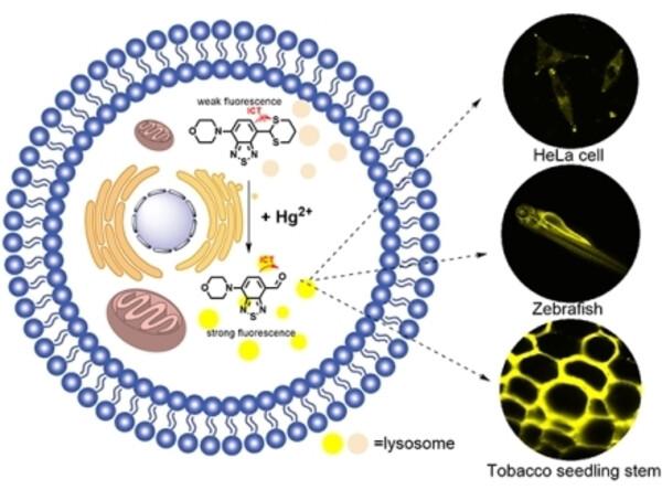 A Fluorescent Probe with Large Stokes Shift Based on Benzothiadiazole Scaffolds for Selective Detection of Hg2+ in Lysosomes and Its Application in Biological Imaging