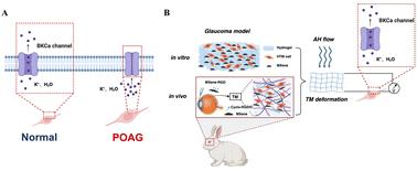 Self-generating electricity system driven by aqueous humor flow and trabecular meshwork contraction motion activated BCKa for glaucoma intraocular pressure treatment†