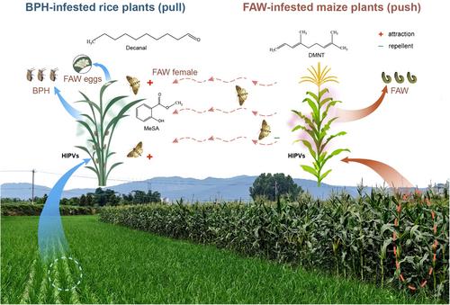 Abstract Image