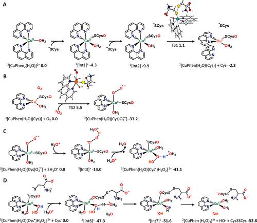 When Metal Complexes Evolve, and a Minor Species is the Most Active: the Case of Bis(Phenanthroline)Copper in the Catalysis of Glutathione Oxidation and Hydroxyl Radical Generation