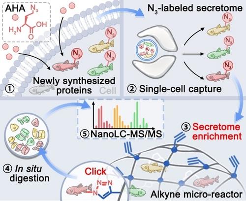 Single-Cell Secretome Profiling Enabled by Selective Enrichment and NanoLC-MS/MS Analysis