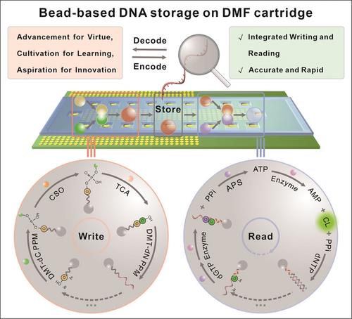 Bead-Based DNA Synthesis and Sequencing for Integrated Data Storage Using Digital Microfluidics