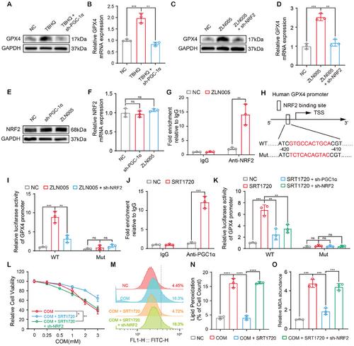 Sirtuin1 Suppresses Calcium Oxalate Nephropathy via Inhibition of Renal Proximal Tubular Cell Ferroptosis Through PGC-1α-mediated Transcriptional Coactivation