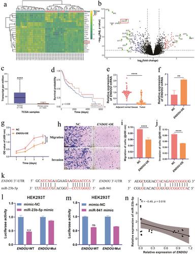 Hypoxia combined with radiation reverses migration and invasion of head and neck squamous cell carcinoma by remodeling extracellular vesicle-mediated transfer of miR-23b-5p from cancer-associated fibroblasts