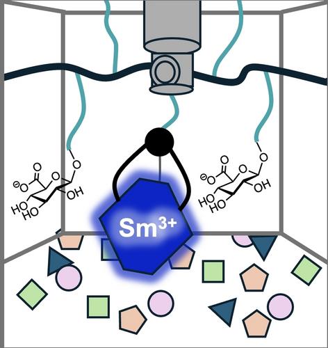 Glycopolymer-Mediated Selective Separation of Middle Rare Earth Elements