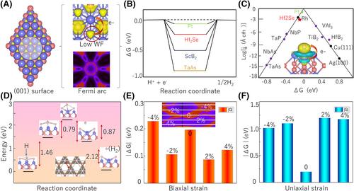 Topological electride Hf2Se: Enhanced hydrogen evolution reaction activity from nontrivial topological Fermi arc