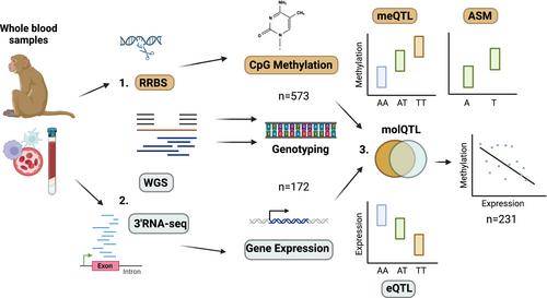 Genetic Architecture of Immune Cell DNA Methylation in the Rhesus Macaque