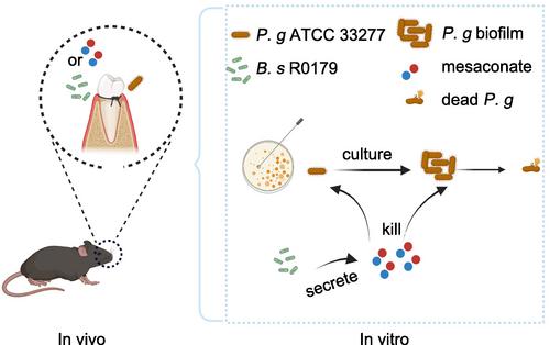 Mesaconate from Bacillus subtilis R0179 Supernatant Attenuates Periodontitis by Inhibiting Porphyromonas gingivalis in Mice