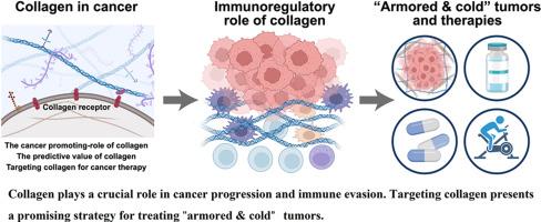 Targeting collagen in “armored and cold” tumors: Overcoming barriers to cancer therapy