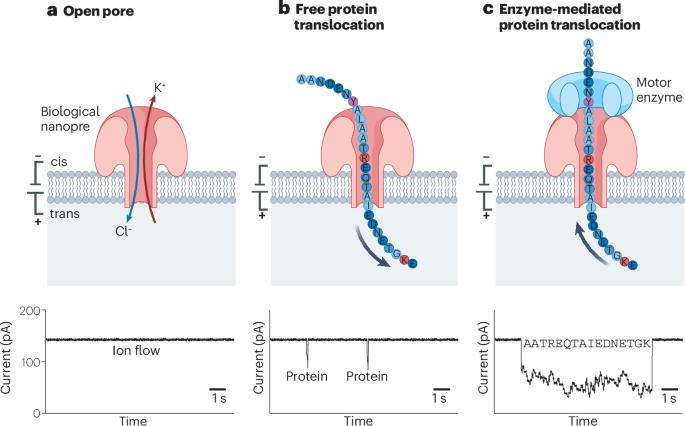 Single-molecule protein sequencing with nanopores