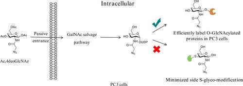Ac34deoGlcNAz: A Selective Probe for Identifying O-GlcNAc-Modified Proteins in Prostate Cancer