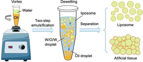 Easy, Rapid and High-Throughput Production of Single and Multicompartment Liposomes by Vortex Emulsification