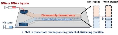 Spatial Shifting of Biocondensate Assembly Zone in a Microfluidic Gradient of Dissipative Condition