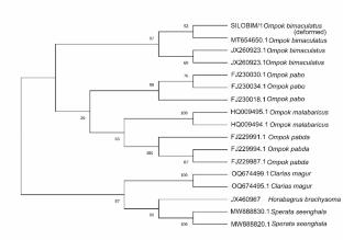 First Report on the Occurrence of Aberrant Extra Dorsal Fins in Ompok bimaculatus (Bloch, 1794) from Godavari River Basin, India
