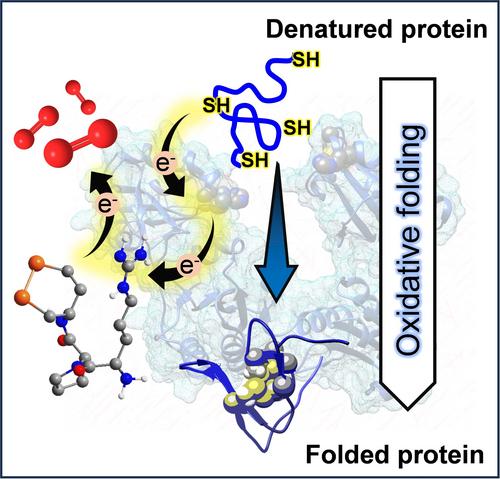 ER Oxidoreductin 1-Like Activity of Cyclic Diselenides Drives Protein Disulfide Isomerase in an Electron Relay System