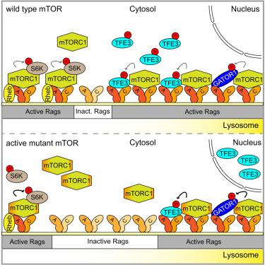 mTORC1 restricts TFE3 activity by auto-regulating its presence on lysosomes