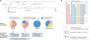 Decoding the human prenatal immune system with single-cell multi-omics