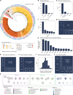 Prediction of strain level phage–host interactions across the Escherichia genus using only genomic information