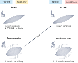 Effect of acute exercise in carriers of TBC1D4 mutation