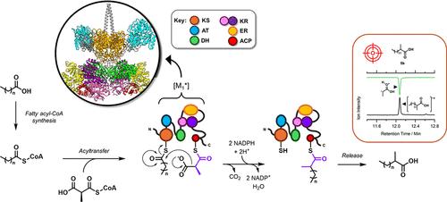 Repurposing a Fully Reducing Polyketide Synthase toward 2-Methyl Guerbet-like Lipids