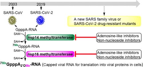 Perspective for Drug Discovery Targeting SARS Coronavirus Methyltransferases: Function, Structure and Inhibition.