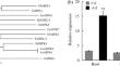 AemMPK6 from Aegilops markgrafii increases cadmium tolerance in transgenic Arabidopsis thaliana