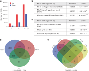 A peptide-receptor module links cell wall integrity sensing to pattern-triggered immunity