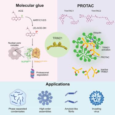 Selective degradation of multimeric proteins by TRIM21-based molecular glue and PROTAC degraders