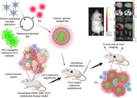 Extracellular vesicles powered cancer immunotherapy: Targeted delivery of adenovirus-based cancer vaccine in humanized melanoma model