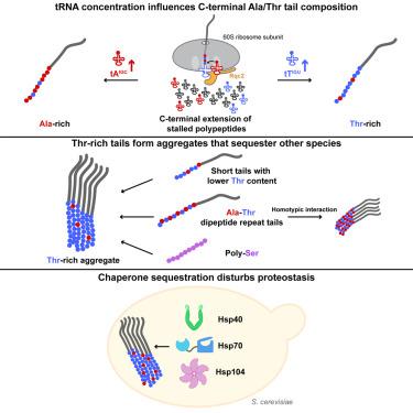 Threonine-rich carboxyl-terminal extension drives aggregation of stalled polypeptides