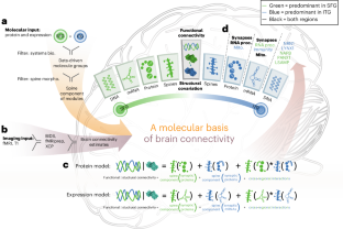 Dissecting human brain connectivity across biophysical scales