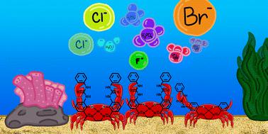 Synthesis and anion binding properties of (thio)urea functionalized Ni(II)-salen complexes.