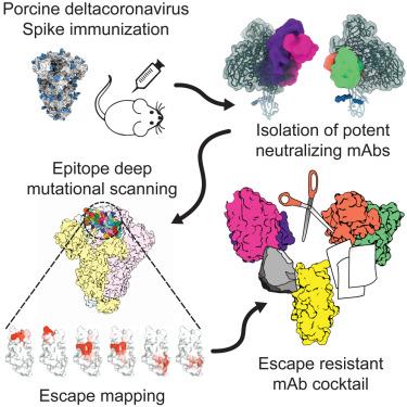 Isolation and escape mapping of broadly neutralizing antibodies against emerging delta-coronaviruses