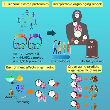 Plasma protein-based organ-specific aging and mortality models unveil diseases as accelerated aging of organismal systems